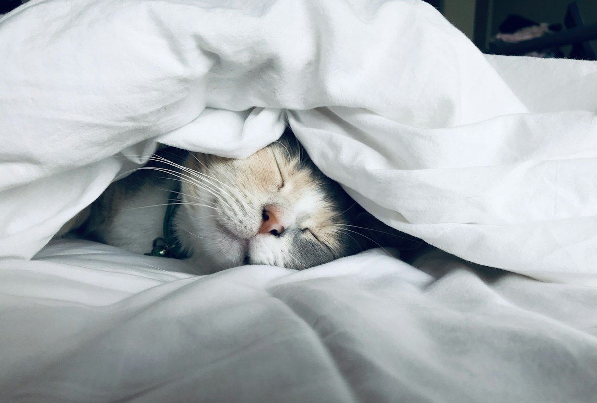 A neatly made bed in soft morning light
